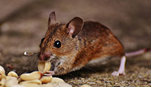 greenhouse-pest-control Experts in Delray